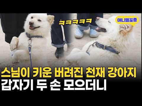 이게 무슨..? 스님이 주워온 강아지, 천재견인 줄 모르고 키웠더니 I KBS 동물극장 단짝 230520 방송