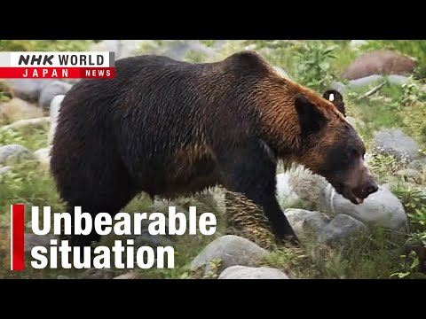 Japan's wild bears cross the line as human encounters soarーNHK WORLD-JAPAN NEWS