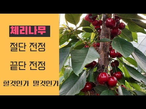 체리나무 절단전정 끝단전정 도대체 해야될까 말아야될까