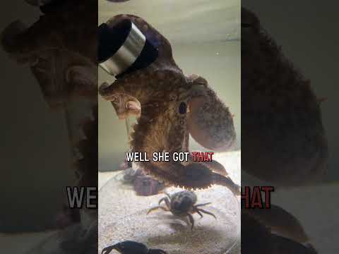 Haley the octopus pouts then solves a puzzle !