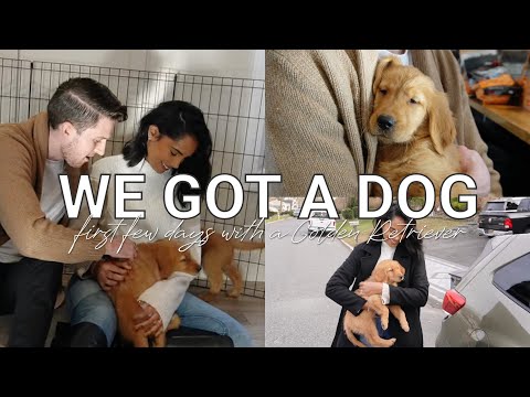 WE GOT A DOG | First Few Days With A Golden Retriever Puppy Vlog