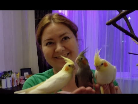 Как растут ПТЕНЦЫ КОРЕЛЛЫ - полный рассказ.