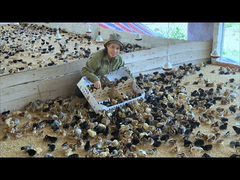 Chicken Farm - How to take care of newly hatched chicks - Nesting for chicks