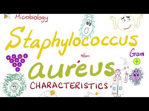 Staphylococcus aureus Characteristics | Microbiology 🧫 & Infectious Diseases 🦠