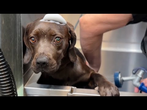 Chocolate Lab Puppy Living in Trash gets Her First Bath 🥹 (needs a home)