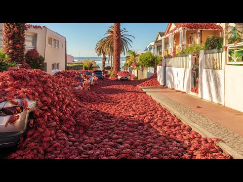This Island SHUTS DOWN for a Week Because of These CRABS | MASS INVASION