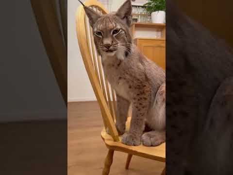 He won’t let me pet the Lynx