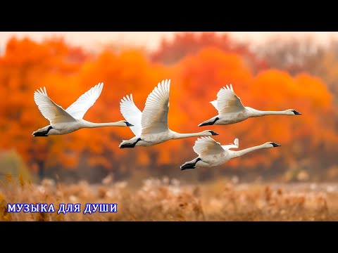 МУЗЫКА ЗАХВАТЫВАЮЩАЯ С ПЕРВЫХ СЕКУНД!ФАНТАСТИЧЕСКИ КРАСИВЫЕ И ЛУЧШИЕ ТРЕКИ ДЛЯ ДУШИ#музыка #relax