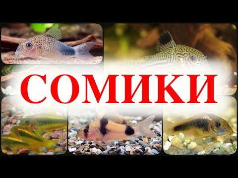 Аквариумные Сомики Коридорасы. ТОП 15 ВИДОВ