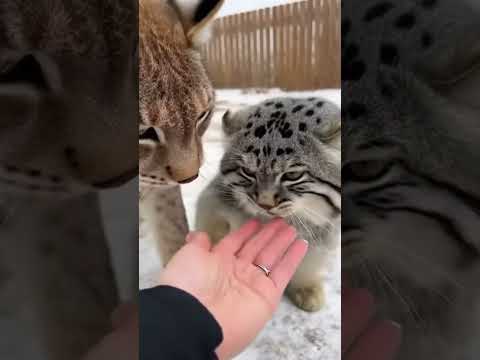 Grumpy Manul vs Big Lynx 🥊