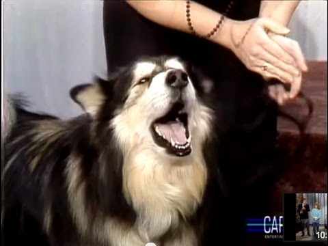 Singing Dog Contest on Johnny Carson's Tonight Show, 1987
