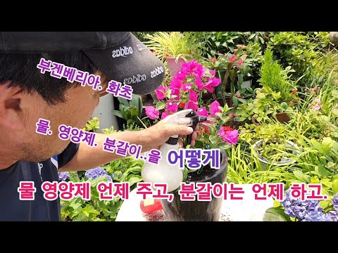 식물" 화초" 이걸 넣어 분갈이 하면. 쌩쌩하게 병들지 않고 쑥쑥 잘자라고 꽃도 풍성하게 잘 핍니다 !!