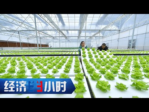 一人能顶50人用？“机器换人”破解蔬菜种植难题 「经济半小时」20230328 | 财经风云