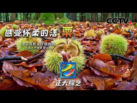 【Full】登慕田峪长城，雁栖湖桨板挑战，来京郊怀柔感受北京的第一缕秋意！​| CCTV「正大综艺」20220925