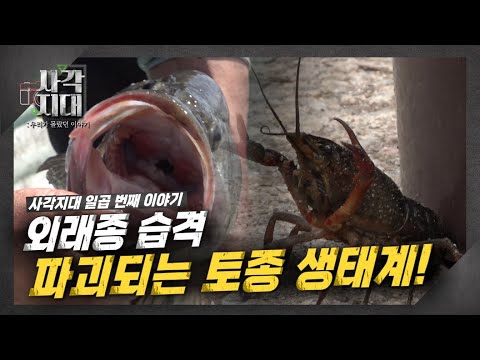 외래종 습격, 파괴되는 토종 생태계의 위기! [TBS 사각지대]