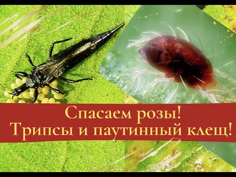 Спасаем розы! Трипсы и паутинный клещ!