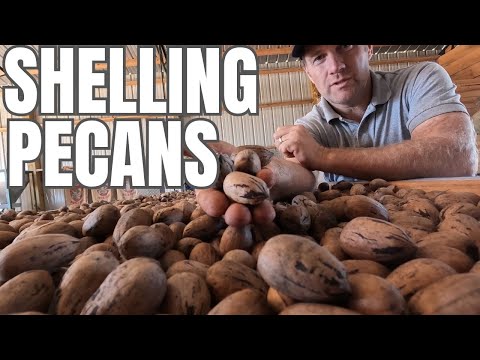 Shelling Pecans