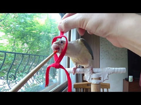 [앵무새훈련] 8회-하네스 적응 훈련 parrot harness training