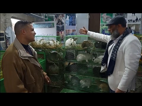 هو انتم شفتم ارانب شوف كده ٥٠ ام ثاني يا ثروت حلويات الشيخ سامر