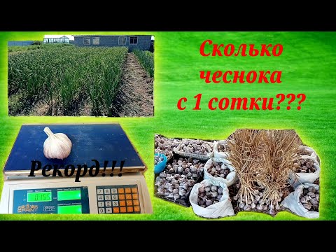 Сколько чеснока мы собрали с 1 сотки? Рекордные размеры головки чеснока!