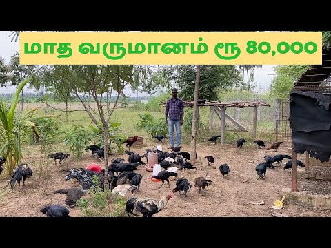 Profitable Aseel rearing and monthly profit Rs 80,000