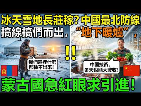 零下四十度冰封大地竟長出鮮牧草！中國黑河破局寒地農業，蒙古國連夜組團求技