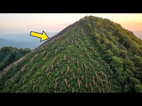 Thousands of Hungry Sheep Were Left on a Deserted Island... What Happened Next Shocked the World!