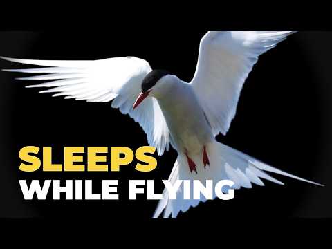 The Insane Life of the Arctic Tern