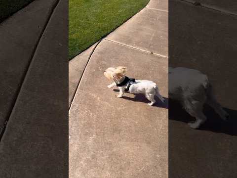 Reason #15 I Love Living in Las  Vegas — Winter Sunshine FTW! ☀️🐾