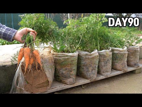 심심해서 봉지에 심어 본 당근🥕ㅣHow to grow carrots in plastic bags