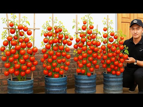 I Grow Tomatoes in Plastic Buckets – And the Harvest Surprises Me!
