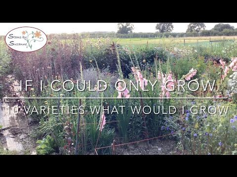 Top 10 Cut Flowers to Grow in 2024 // Stems by Suzanne Cut Flower Farm