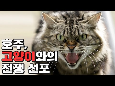 호주, 고양이와 전쟁 선포