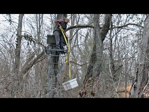 Where To Put Swarm Traps - Swarm Trapping #3