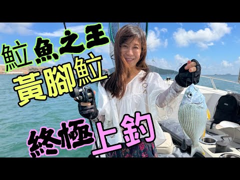 釣魚達人🏅公認𩶘魚之王🫅｜正式⭕️進入黃腳𩶘季節⛱️｜雜魚不停上釣🎣 🈵️爆釣一天