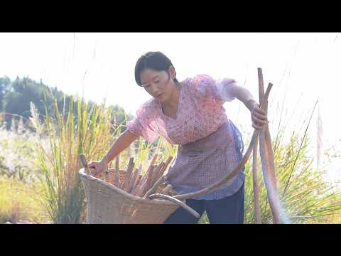 Yam Feast | It's the season to dig yams again. Iron stick yam's the No.1 vegetable to me. [Shendan]