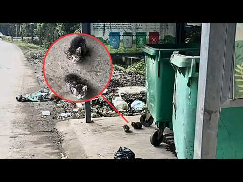 If I hadn't taken out the trash that day, I might have missed these two abandoned kittens forever...