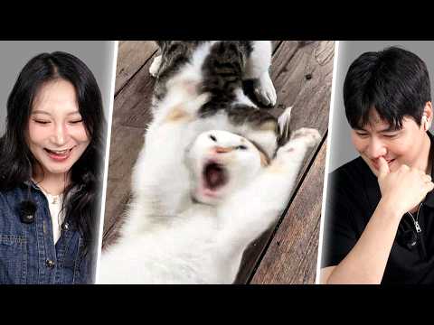 Cats Being Cats | Y