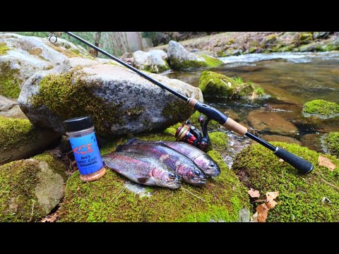 Rainbow Trout Cookout in the Appalachian Mountains