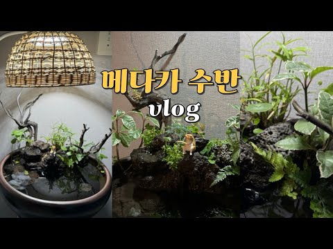 [VLOG] 메다카 수반 어항 브이로그 🐠 | 테라리움 🌿 | 수경재배 식물 🍃| 새우어항 🦐 | 물멍 🫧 | 물생활 💦 | 일본 송사리 🇯🇵