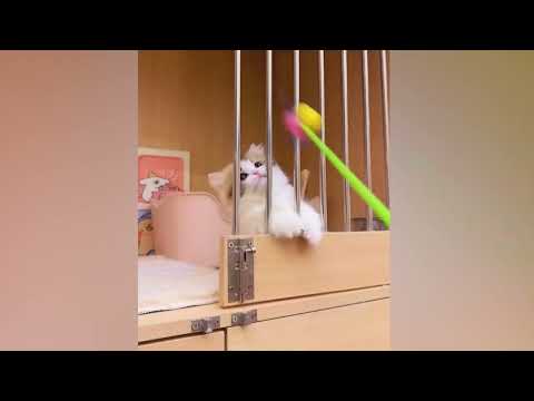 Adorable kittens will warm your heart β₯