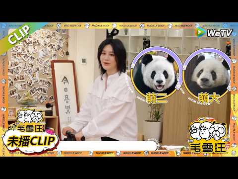 【毛雪汪】 第128期加更：朱丹尚雯婕分享英语学习小妙招|《毛雪汪》 #综艺#毛雪汪#李雪琴#毛不易#尚雯婕#朱丹
