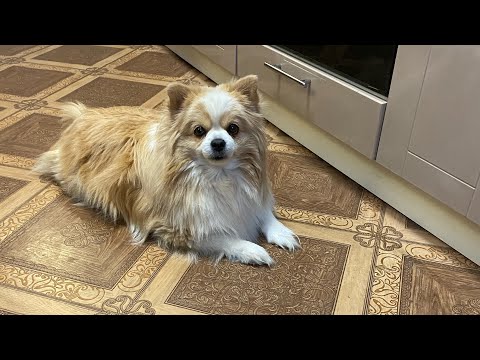 ВЕЧЕР/ ОБЗОР ПОКУПОК💥/ УЖИН 😋/ Быстро и просто👍