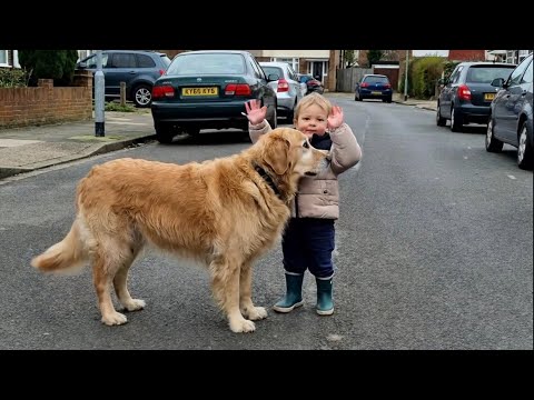 Old Dog Stares at "Empty" House Daily. Mom Finally Looks Closer