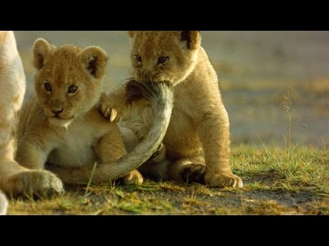 How This Lioness Copes with Being a Single Mom