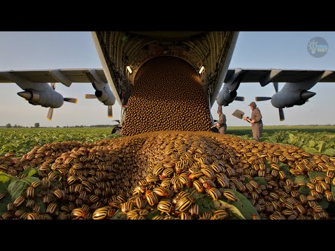 Колорадский жук - главный враг СССР. История захвата