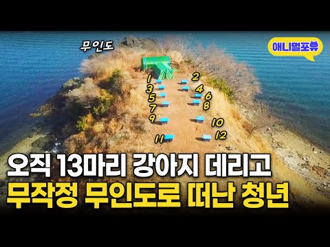 전기도 물도 없는 무인도에 강아지 13마리만 데리고 떠난 청년 | KBS 동물극장 단짝 220408 방송