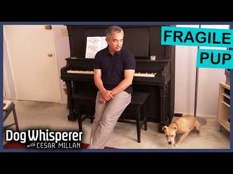 Terrified Rescue Dog Lives Life In Constant Fear | Dog Whisperer With Cesar Millan
