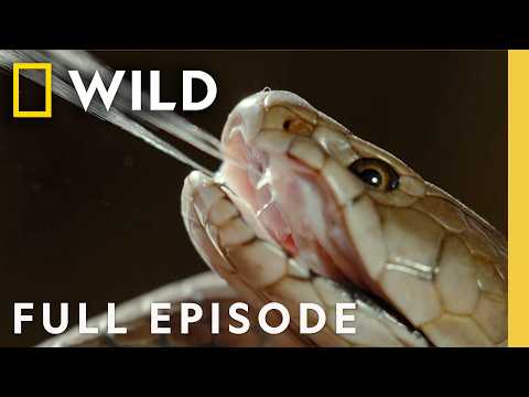 Africa's Most Dangerous Snakes (Full Episode) | World's Deadliest Snakes | Nat Geo Animals
