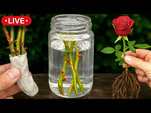 🌹 How to Propagate Roses: All the Secrets. Quick and Easy